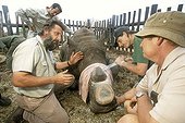 Coupe de la corne d'un Rhinocéros blanc anesthésié ; "Game Capture"