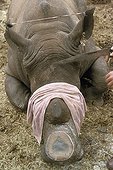 Coupe de la corne d'un Rhinocéros blanc anesthésié ; "Game Capture"