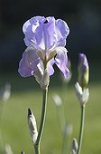 Iris of Florence flowering under a sunbeam France