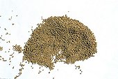 Graines de moutarde blanche en studio ; La graine jaunâtre contient 30 à 40 %. Après raffinage elle sert à la préparation de condiments