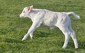 Charolais calf running in grass France  