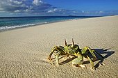 Horned ghost crab on beach Seychelles  