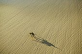 Horned ghost crab on beach Seychelles  
