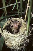 Young Cuckoo ejecting of the nest eggs remaining France 