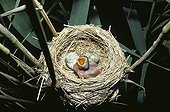 Young Cuckoo and eggs of Reed Warbler France 