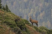 Stag Elaphe on a peak in the Pyrenees