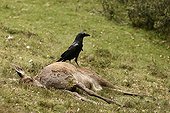 Common Raven on the corpse of a hind the Pyrenees France