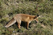 Red fox in the grass Pyrenees