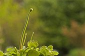 Venus flytrap with flower buttons