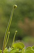 Flower button of Venus flytrap