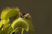 Bumblebee trapped by a Venus flytrap