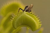 Bumblebee trapped by a Venus flytrap