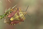 Carpocoris France