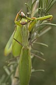 Female Praying mantis devouring the male after mating