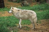 Arctic Wolf North America
