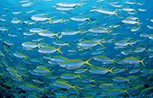 School fish of Yellowback Fusiliers  Ari Atol Maldives