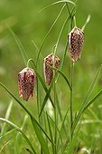 Flowers of Fritillary in spring France