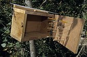Teaching nesting box to observe the pollination by insects 