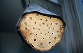 Home-made bee nesting box ; The holes stopped with ground are occupied and announce the presence of the insects. According to the hole diameter, various species come to nest