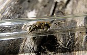 Bee going to lay in a glass tube 