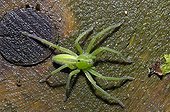 Hunt Crab Spider on a stump in autumn Dordogne France