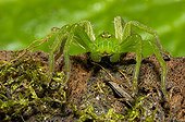 Hunt Crab Spider on a stump in autumn Dordogne France