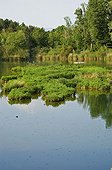 Etang dans le delta de la Dranse à la belle saison France