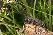 Longicorn beetle posed on a branch Sieuras Ariege France