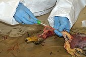 Seek virus H5N1 on a Duck mallard corpse ; Tracheal taking away during the autopsy.<br>Within the framework of the campaign protection against the virus of the Avian flu, analyzes systematic corpses of savage birds found dead.