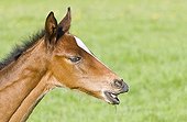 English thoroughbred Foal neighing Calvados France   ; Stud farm of Normandy.  