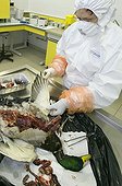 Autopsy of a corpse of mallard duck Moselle France  ; Veterinary analysis laboratory: seek and tracking of the virus of avian flu (H5N1). Taking away of internal organs.  