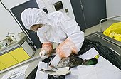 Autopsy of a corpse of mallard duck Moselle France  ; Seek and tracking of the virus of avian flu (H5N1) in a veterinarian analysis laboratory. Taking away of matters in the cesspool.  