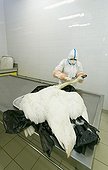 Autopsy of a corpse of a swan Moselle France  ; Seek and tracking of the virus of avian flu (H5N1) in a veterinarian analysis laboratory. Taking away of the throat.  