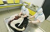 Autopsy of a corpse of a swan Moselle France  ; Seek and tracking of the virus of avian flu (H5N1) in a veterinarian analysis laboratory. 