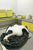 Autopsy of a corpse of swan Moselle France  ; Veterinary analysis laboratory: seek and tracking of the virus of avian flu (H5N1). 