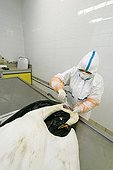 Autopsy of a corpse of swan Moselle France  ; Veterinary analysis laboratory: seek and tracking of the virus of avian flu (H5N1). Taking away with the throat. 