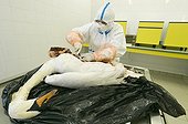 Autopsy of a corpse of swan Moselle France  ; Veterinary analysis laboratory: seek and tracking of the virus of avian flu (H5N1). 