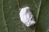 Egg-laying of Cochineal on a Linden leaf Rambouillet France