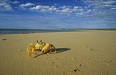 Ghost crab Cape Range National park Australia