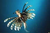 Devil firefish Mabul Malaisie