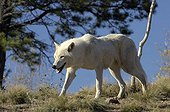 Adult white wolf United States of America