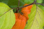 Opilion sur un fruit de Physalis 