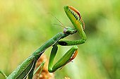 Praying Mantis female Alpes France