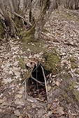 Entry of a badger burrow in Orleans forest France