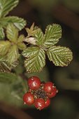 Ripe fruits of Rosaceae Bretagne France