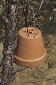 Flowerpot used as shelter for the earwigs