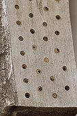 Artisanal nesting box for solitary wasps and bees ; The holes stopped with ground are occupied and announce the presence of the insects. According to the bore, various species come to nest