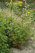 Sarrasin en fleur dans un jardin potager en été