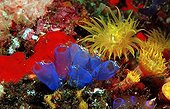 Blue sea squirts and yellow cave coral Bandasea Indonesia
