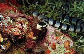Banded Sea snake in a seagrass Bandasea Indonesia
